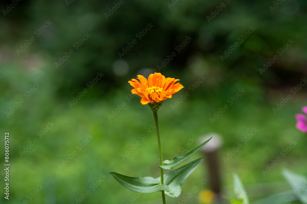 Obraz premium 秋の緑に生えるオレンジ色のジニア