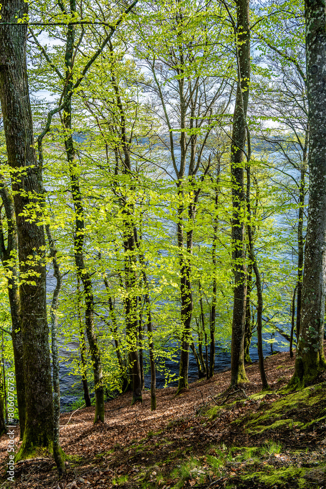 Forest in early spring with new green leaves, Denmark Forest in early spring with new green leaves, Denmark