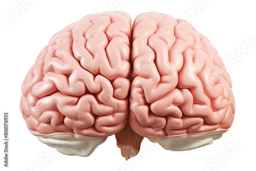 The brain is pink and has a lot of detail. It is the most important organ in the body and controls everything we do photo