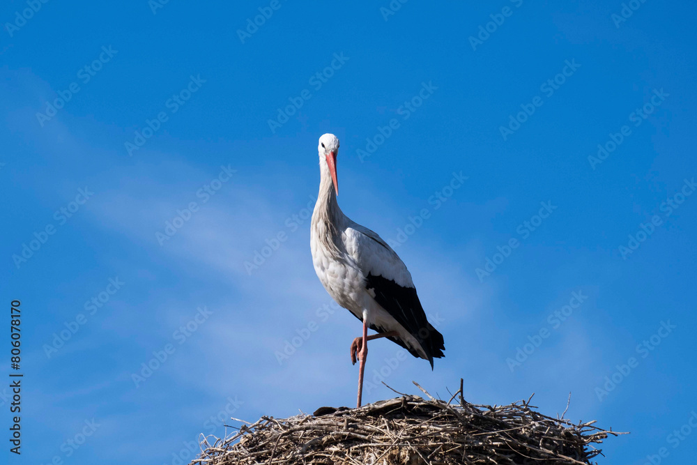 Fototapeta premium A stork in their nest against background of skies
