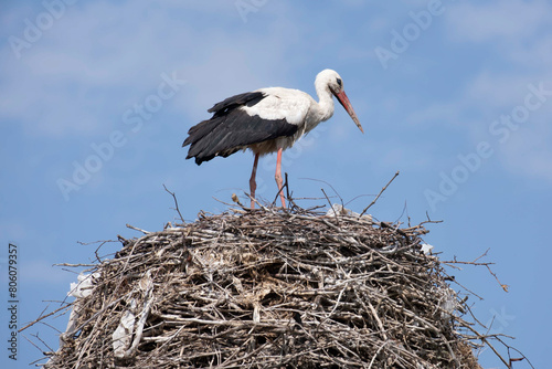 A stork in their nest against background of skies