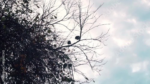 There is a crow among the branches of the tree photo