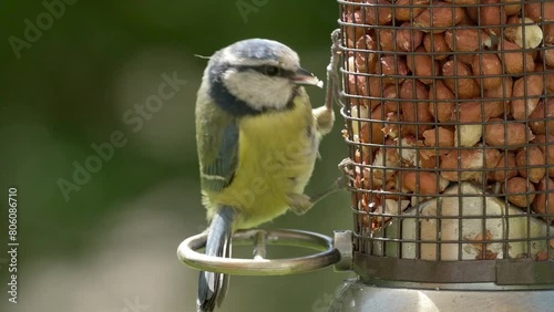 Blue Tit (Cyanistes caeruleus) working to extract a peanuts from a garden bird feeder. May, Kent, UK [Slow motion x5]	 photo