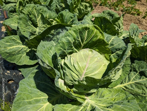 cabbage