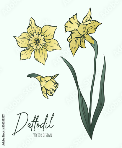 Botanical line art illustration of daffodil or narcissus flowers for wedding invitation and cards, logo design, web, social media and poster, template, advertisement, beauty and cosmetic industry.