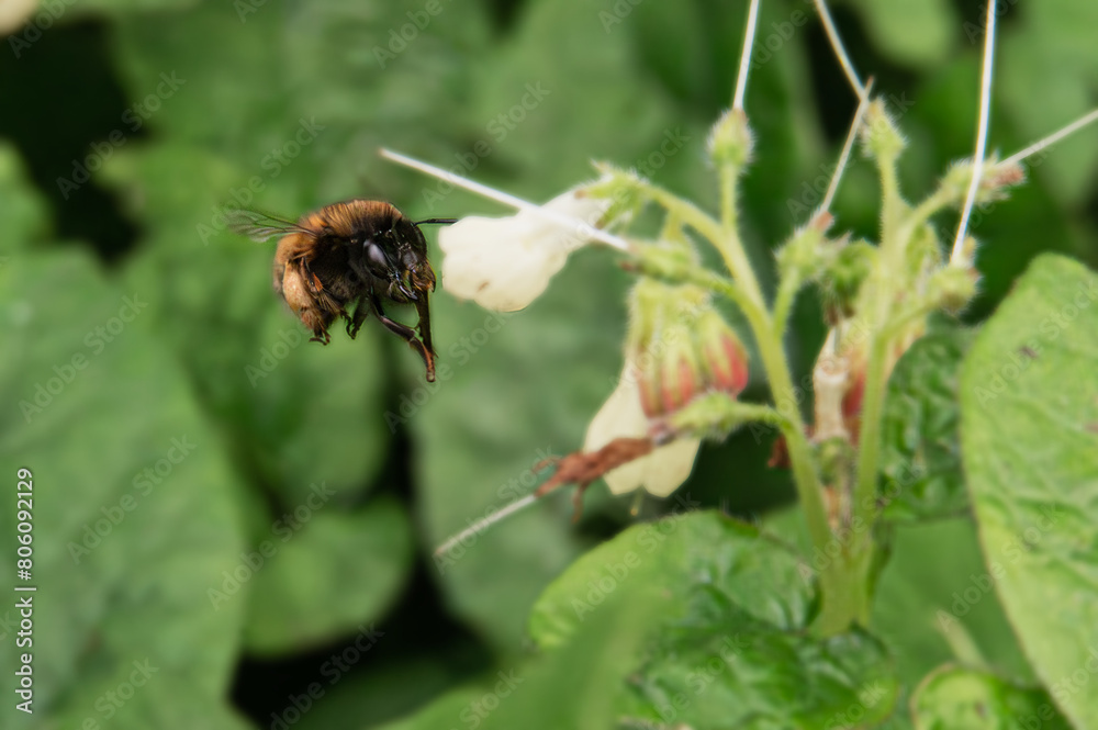 Bee flying to a flower Bee flying to a flower
