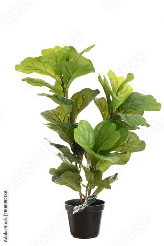 isolated artificial fiddle leaf fig plant