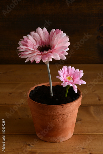 two pink daises in an old pot