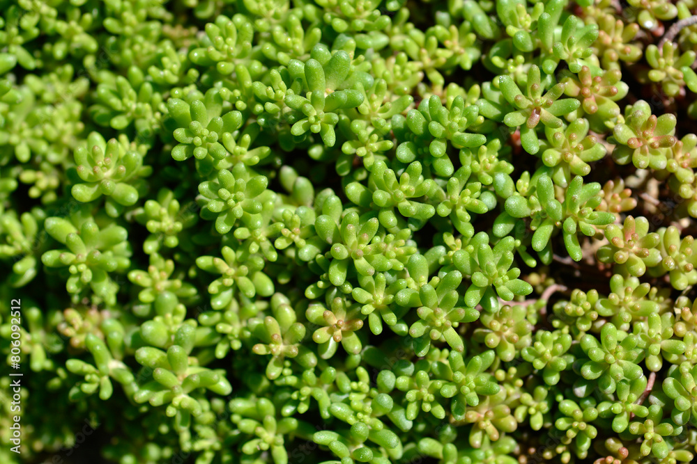 White Stonecrop leaves White Stonecrop leaves
