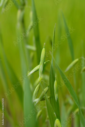 Common oat