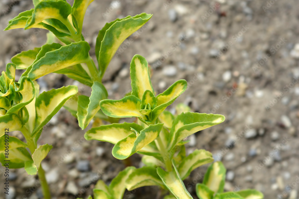 Gold-Striped Stonecrop leaves