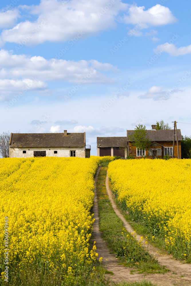 Rapeseed field in springtime with old houses in the background Rapeseed field in springtime with old houses in the background