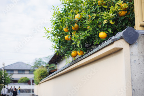 Hagi summer oranges