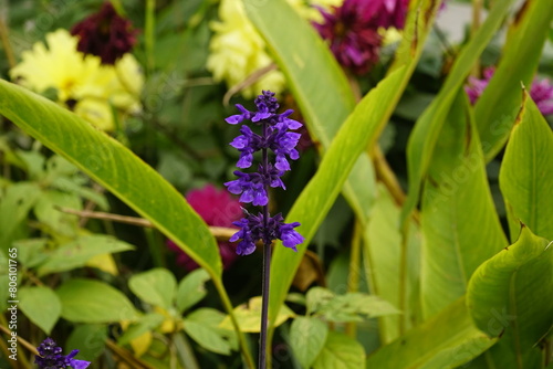 Close-up of Duranta repens flower photo