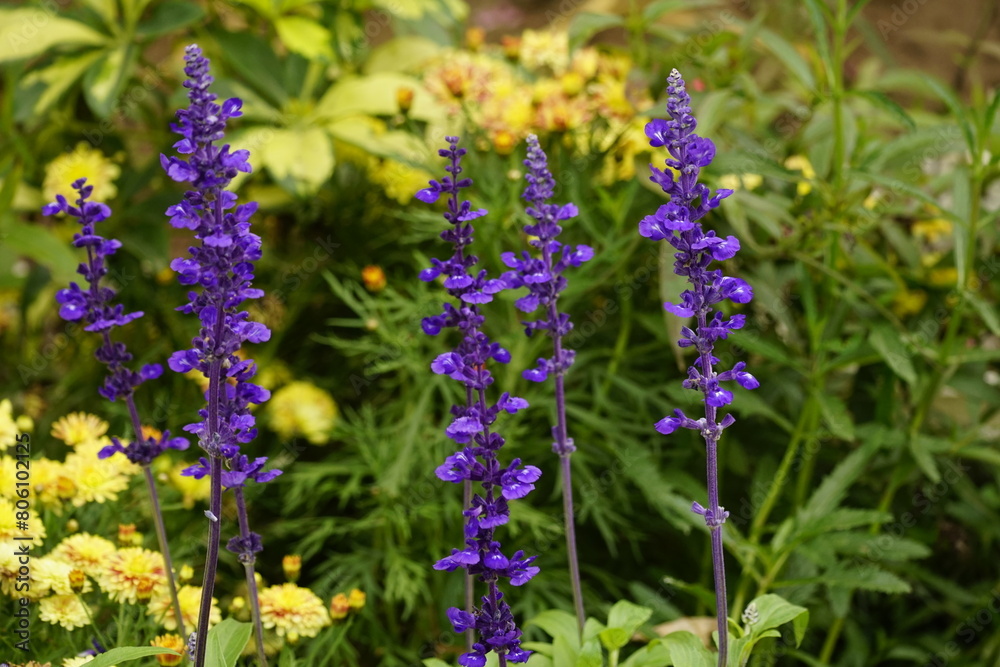 Fototapeta premium Close-up of Duranta repens flower