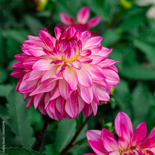 Pink dahlias blooming in botanical garden.