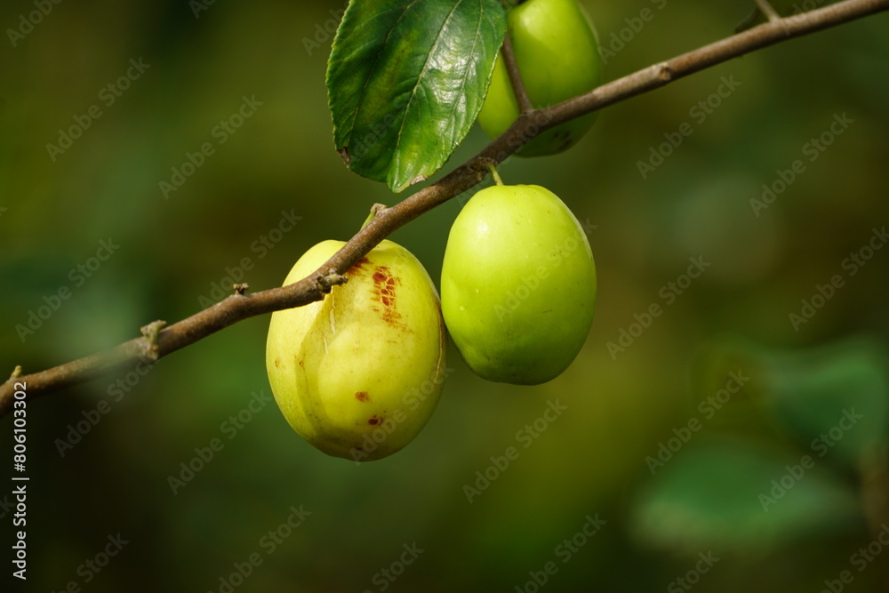 Close-up of Ziziphus mauritiana fruit Close-up of Ziziphus mauritiana fruit