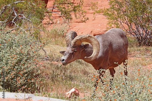 Desert bighorn sheep at Valley of Fire State Park, Nevada