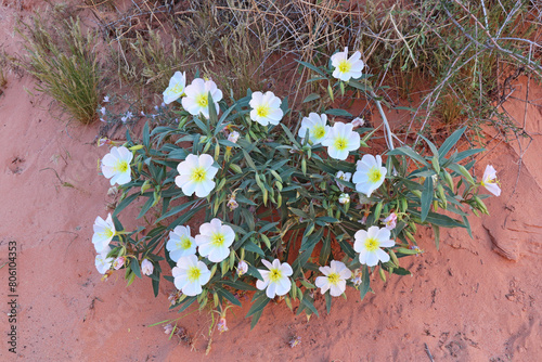 Dune evening primrose (Oenothera deltoides) flowering at Valley of Fire State Park, Nevada