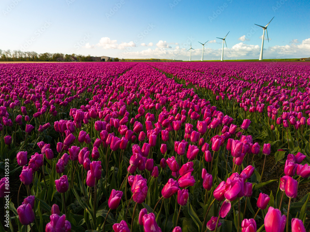 A breathtaking display of a field blanketed with vibrant pink tulips, swaying gracefully as windmills stand tall in the background, capturing the essence of spring in the Netherlands