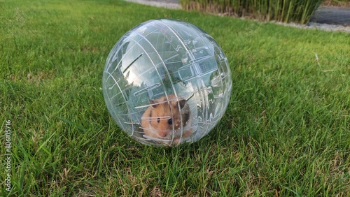 a hamster in a ball runs around the garden