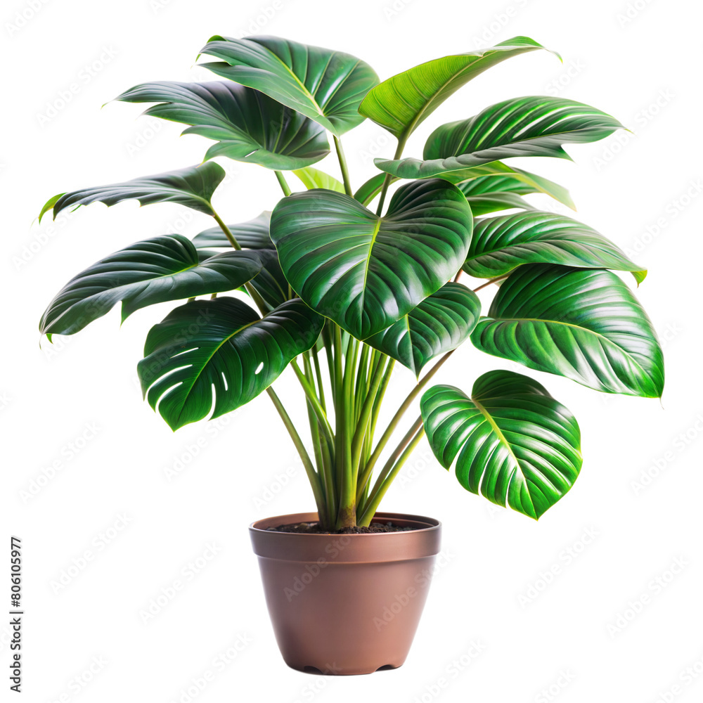 A vibrant Monstera deliciosa thriving in a terracotta pot A vibrant Monstera deliciosa thriving in a terracotta pot
