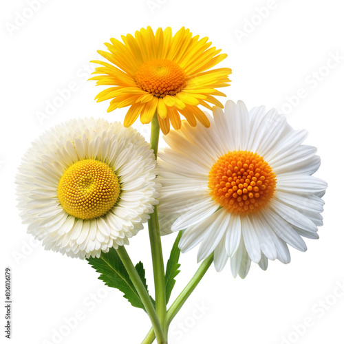 Three vibrant daisies with lush green stems displayed
