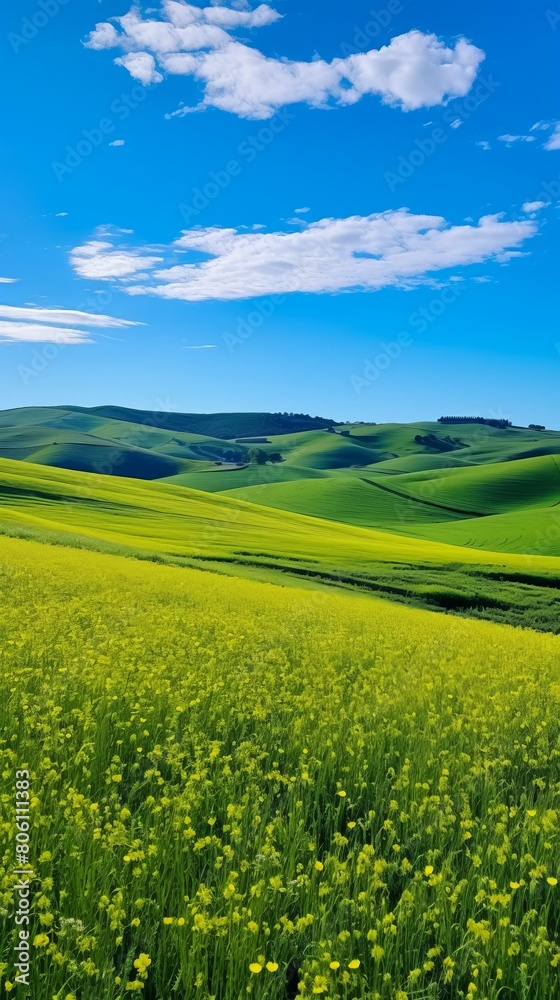 Fototapeta premium Green rolling hills with yellow flower field