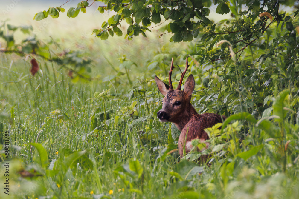 Deer in the woods of Kantens