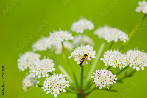 Rama de Oenanthe silaifolia con una pequeña mosca Sphaerophoria