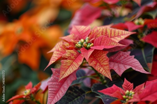 Vibrant Red Poinsettia Blossoms Amidst Lush Foliage