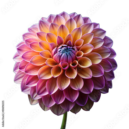 Vibrant Purple and Orange Dahlia in Full Bloom Isolated on Transparent Background