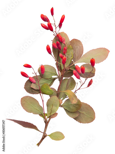 Autumn branch of barberry with berries isolated on white background. Fall harvest of red barberry tree photo