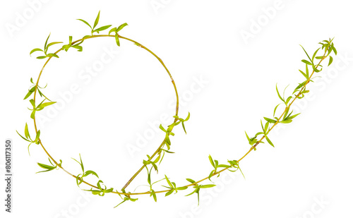 Young spring willow, osier, sallow branch isolated on white. Frame from branch of willow photo