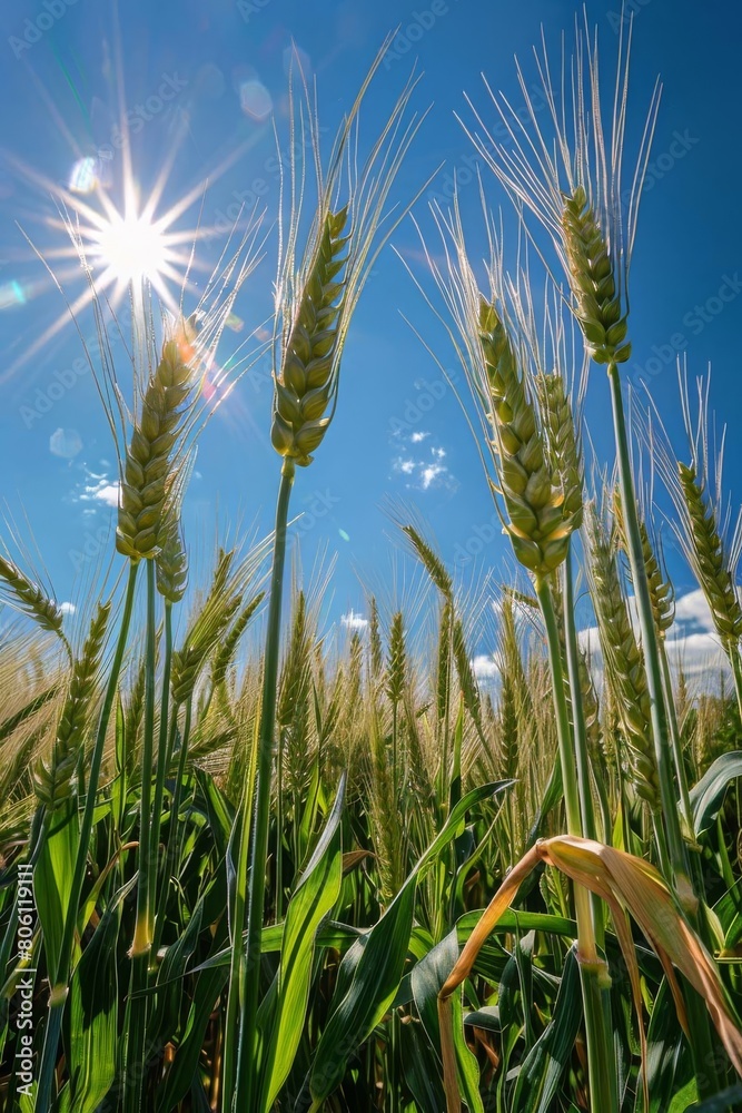 Fototapeta premium Growing wheat with sunlight and blue sky in the morning, Generative AI,