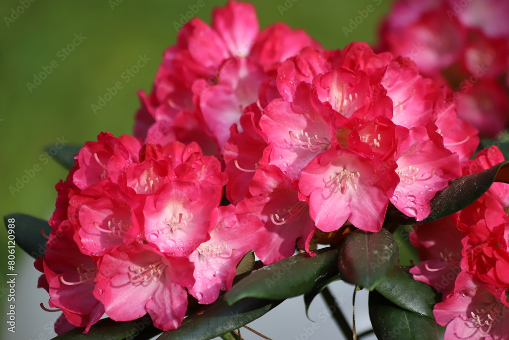 Fototapeta premium Rhododendron red flower fresh blooming on the garden. 