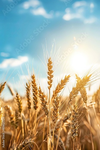 Growing wheat with sunlight and blue sky in the morning  Generative AI 
