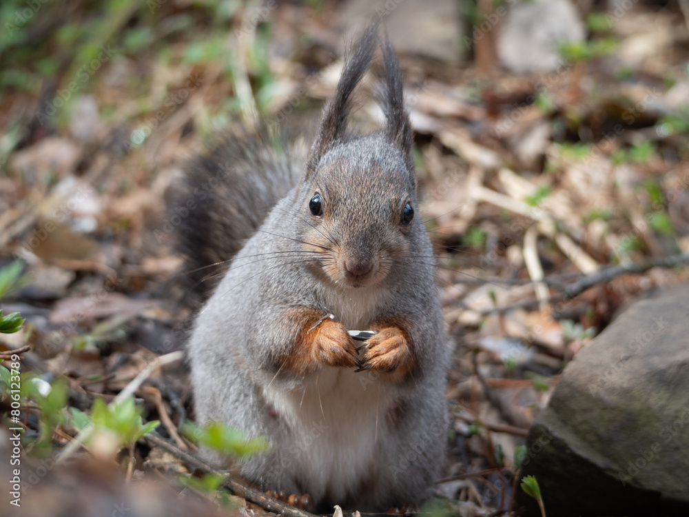 A squirrel eating sunflower seeds. Close-up A squirrel eating sunflower seeds. Close-up