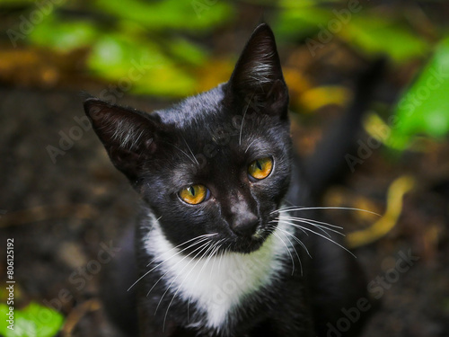 Portrait of a young black cat with white fur on neck 