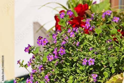 Calibrachoa ampelous terry among other flowers in the city flowerbed.