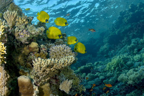 School of yellow butterfly fish swimming on a coral reef under a rippled surface photo