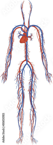 human anatomy render of circulatory system