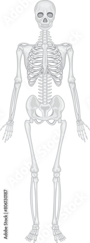 3d rendered illustration of a human skeleton © Yakub Dhali
