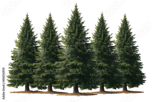 Set of Pinus sylvestris Scotch pine spruce big tall tree isolated png on a transparent background ,AI GENERATED photo