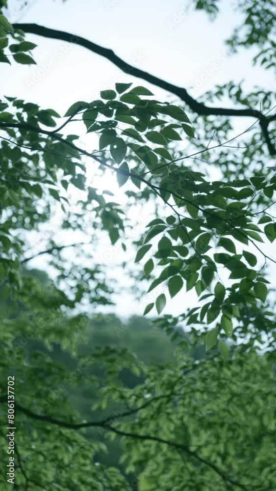 木漏れ日 01 木漏れ日 01