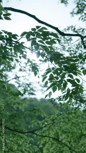 木漏れ日　01
