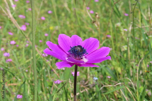 Beautiful purple flower with blurred greenery in the background