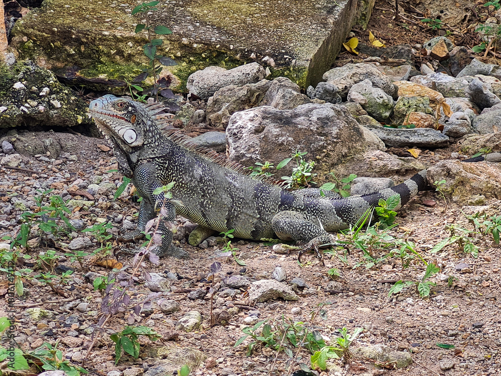 iguana on the rocks iguana on the rocks