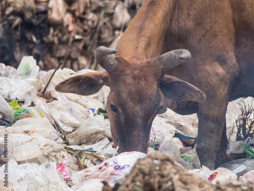 Cowfeed on the waste pile photo