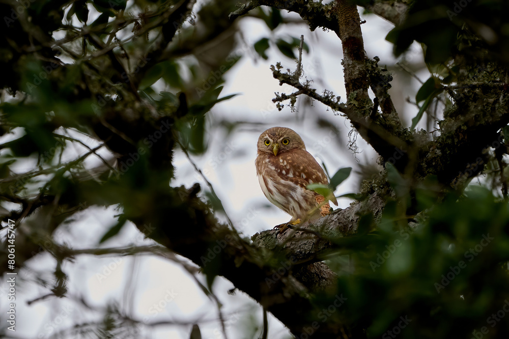 Ferruginous Pygmy Owl, Glaucidium brasilianum, perched on a branch in South Texas. Ferruginous Pygmy Owl, Glaucidium brasilianum, perched on a branch in South Texas.
